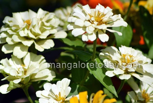 flower show at kadri park 1